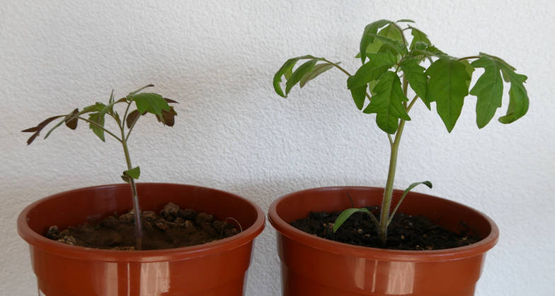 Tomaten in Aussaaterde und in Gartenerde