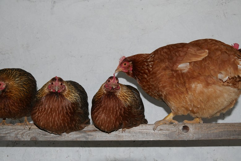 Hühner auf Sitzstange
