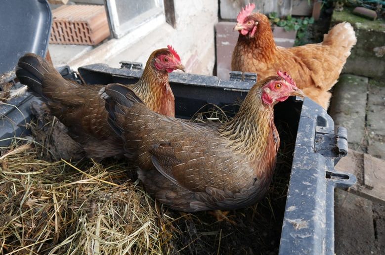 Zwerg-Welsumer im Kompost