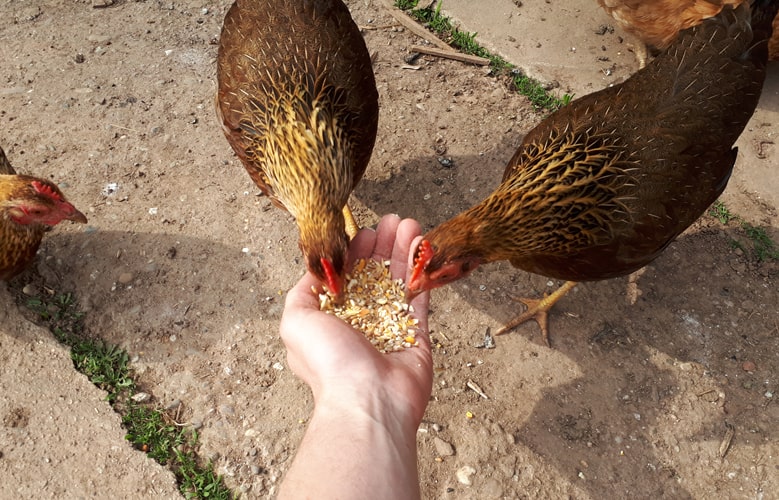 Hühner fressen aus Körner aus der Hand