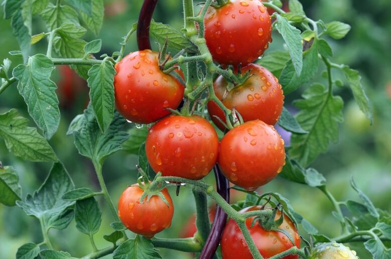 Tomaten anbauen